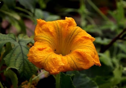 Flor de calabaza