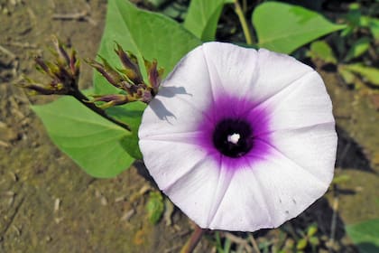 Flor de la planta de batata.