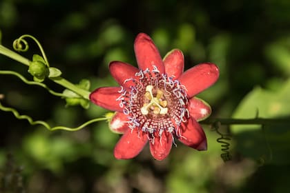 Flor de maracuyá, también conocida como pasionaria.