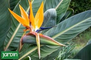 La flor exótica que se volvió la musa de los patios actuales