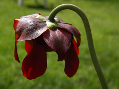 Flor de Sarracenia. En primavera las Sarracenis florecen. Las flores son la primera etapa para conseguir plantas con nuevas genéticas.