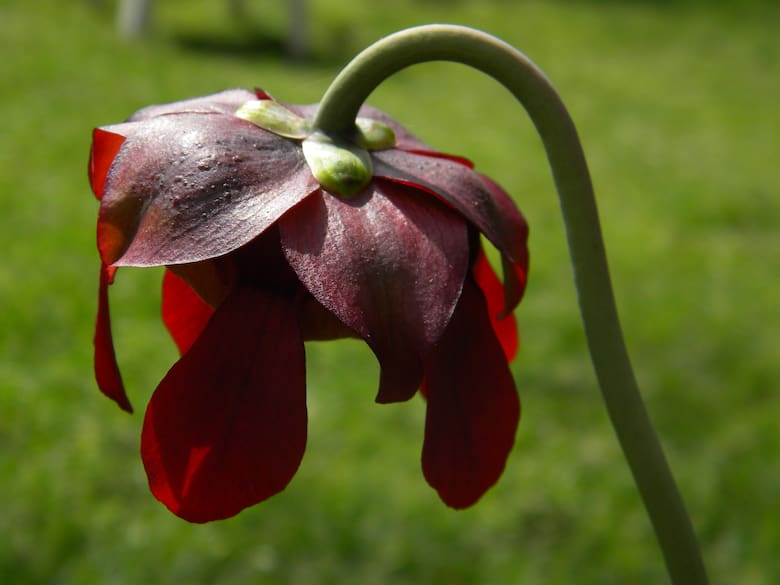 carnivoras