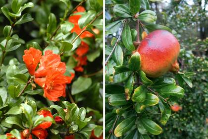 Flor y fruto: el árbol de granada es una especie muy interesante para sumar al jardín por sus características ornamentales.