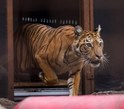 Flora, al llegar al santuario en Países Bajos