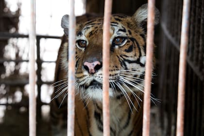 Flora, en el ex zoológico de Luján