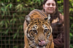 Pequeña y sufrida, fue la primera tigresa en salir del ex zoológico de Luján