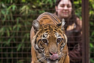 Pequeña y sufrida, fue la primera tigresa en salir del ex zoológico de Luján