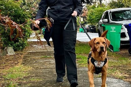 Flora está entrenada por las fuerzas policiales (Foto: Instagram @K9Flora)