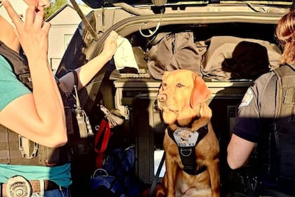 Flora participa activamente de operativos policiales (Foto: Instagram @K9Flora)