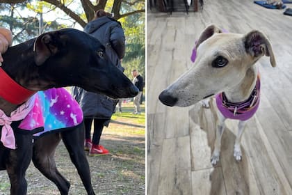 Flora y Mila son dos perras rescatadas que están en adopción (Foto: Gentileza Hogar Amor de Galgo)