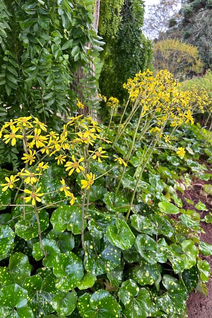 Florece a finales de otoño o invierno, cuando hay muy pocas flores en el jardín