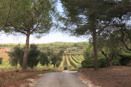Florencia está rodeada de bosques y viñedos.