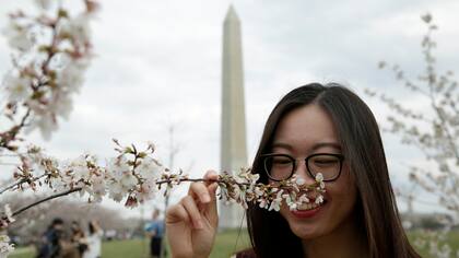 Flores al lado del monumento de Washington en Estados Unidos