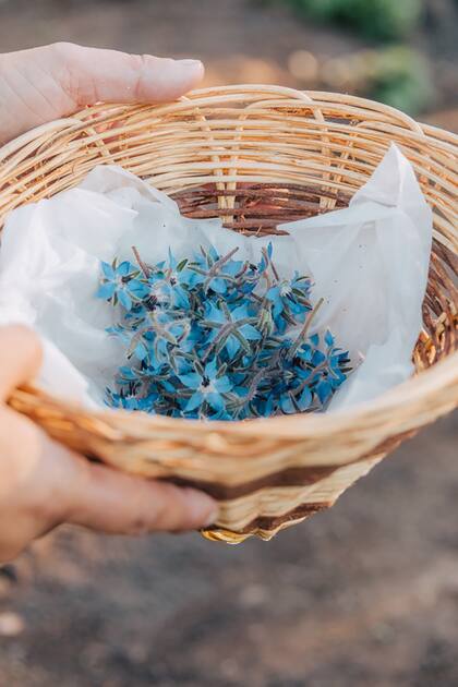 Flores azules, del jardín a la mesa.