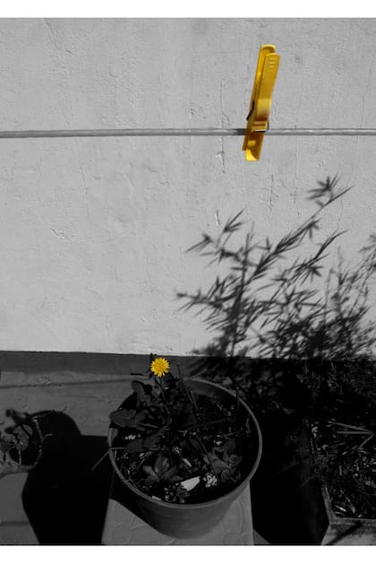 Flores de invierno