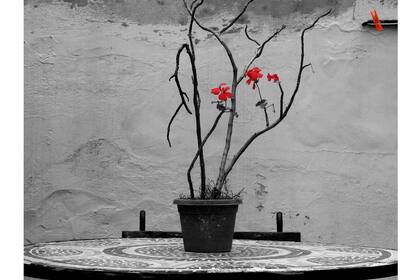 Flores de invierno