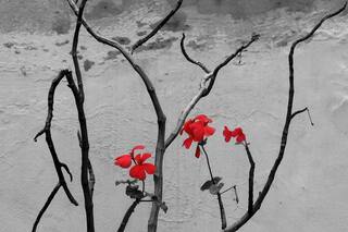 En fotos. Las flores de invierno