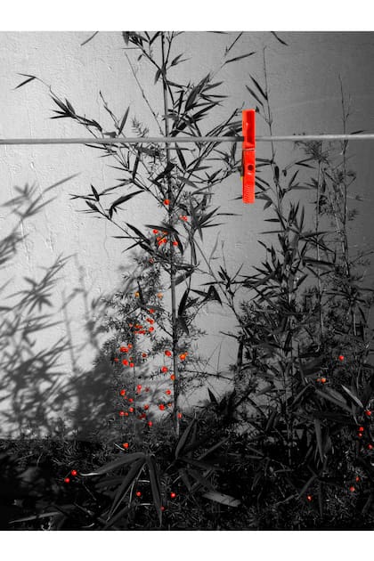 Flores de invierno
