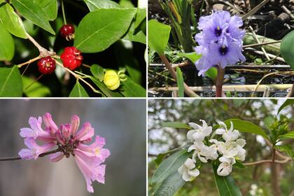 Flores de Colonia Pellegrini: 1.Ñangapiri (Eugenia uniflora) 2.Camalote (Eichornia azurea) 3.Lapacho rosado (Handroanthus impetiginosus ) 4.Horquetero (Tabernaemontana catharinensis)