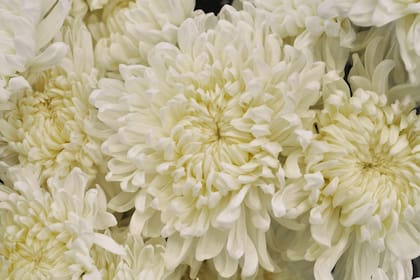 Flores de crisantemo del tipo uniflora,
cuya magnitud es un alarde. Los “pétalos”
tradicionalmente se han agregado al sake
(vino de arroz) y utilizado para preparar un té medicinal y refrescante.