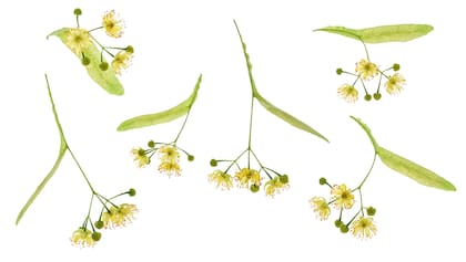 Flores de tilo en plena apertura: su delicado perfume y sus compuestos naturales contribuyen a calmar la mente y aflojar tensiones