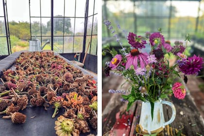 Flores de Zinnia elegans para recolección de semillas. Un ramo para decorar la casa con dalias, echináceas, zinias, escabiosas y salvias