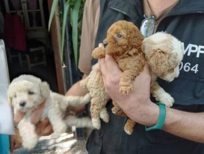 Flores: desbarataron un criadero ilegal