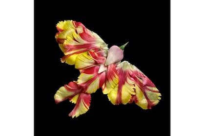 Flores exóticas en forma de ave. Tambi admira al florista Makoto Azuma.