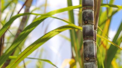 Florida Crystals Corporation representa su principal operación agrícola en territorio estadounidense al generar el 16% del azúcar crudo nacional