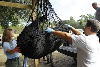 Florida inicia primera cacería de osos negros en una década; enfrenta críticas