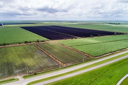 Florida, Luisiana y Texas son los estados de EE.UU. con mayores plantaciones de caña de azúcar