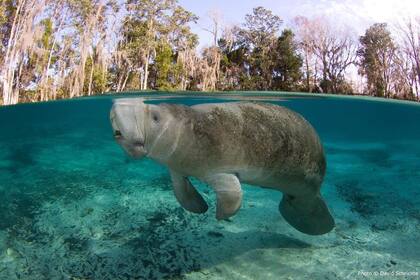 Florida sigue siendo un lugar importante para la conservación y observación de los manatíes