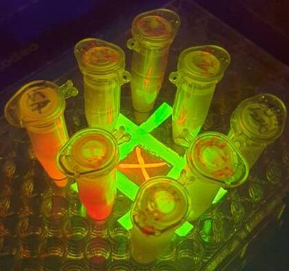 Fluorescencia en bacterias