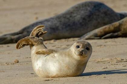 Focas parecidas a esta solían vivir en el Caribe