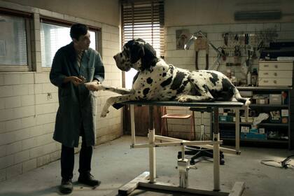 Fonte: "El cine tiene que verse en el cine. Punto. El celular es otra cosa, las descargas son otra cosa. No tienen nada que ver con el cine. Yo no veo Netflix, yo voy al cine"