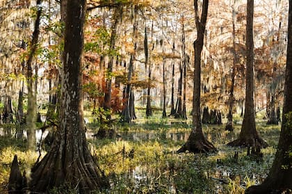 Forsyth Park de Savannah, Georgia (Sharon Lindsay)
