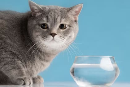 Forzar a los gatos a mojarse puede ser de las experiencias más estresantes para ellos