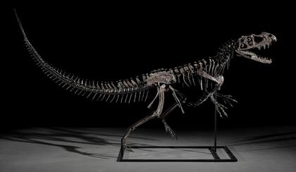 Fósil completo de Ceratosaurus subastado por 30.5 millones de dólares.