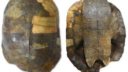 Fósil de la tortuga acuática descubierta en Colombia