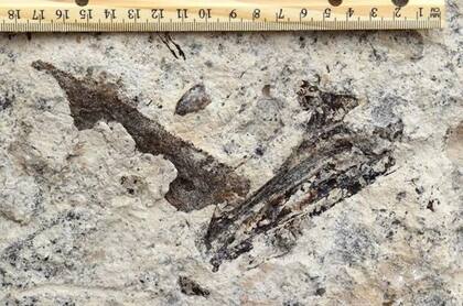 Fósil de mandíbula de salmón diente de sable