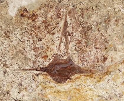 Fósil de vértebra de delfín extinto