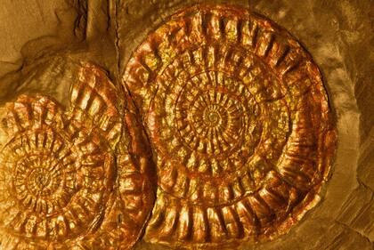 Fósiles de amonites con capa de concha iridiscente intacta, del período Jurásico, hace de 144 a 208 millones de años, halladas en Lyme Regis, Reino Unido.