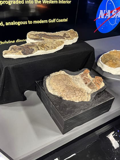 Fósiles de peces y piel de triceratops en exhibición durante una presentación en el Centro de Vuelo Espacial Goddard, en Maryland, el pasado 6 de abril