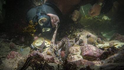 Foster filmó gran parte de sus interacciones con la pulpita con una cámara que dejaba grabando mientras él buceaba