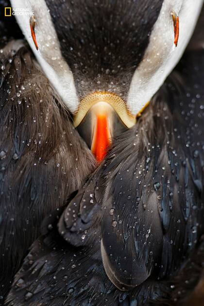 3er Premio: Retrato de Animales. "Puffin studio"