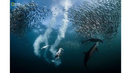 1er Premio: Acción y Gran Premio. "Sardine Run"
