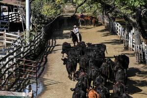 Organizan un remate de vacas para ayudar a los bomberos de Corrientes