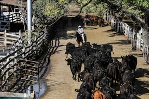 Organizan un remate de vacas para ayudar a los bomberos de Corrientes