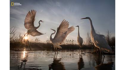 3er Premio: Acción. "Great Egrets Take Flight"
