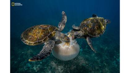 Mención de Honor: Acción. "Jellyfish Feast"